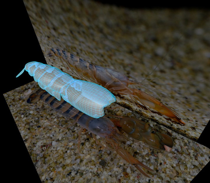 National Geographic <br />Snapping Shrimp