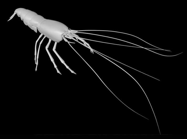 National Geographic <br />Snapping Shrimp